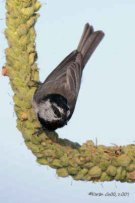 Mountain Chickadee