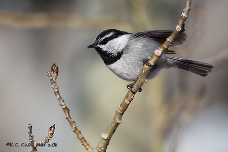 Mountain Chickadee