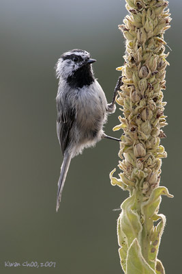 Mountain Chickadee