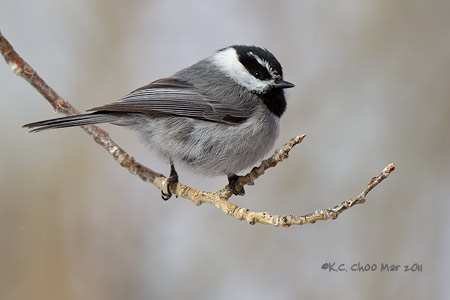 Mountain Chickadee