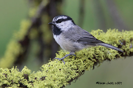 Mountain Chickadee