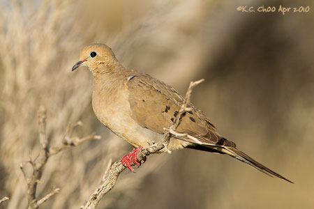 Mourning Dove
