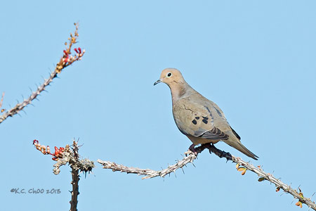 Mourning Dove