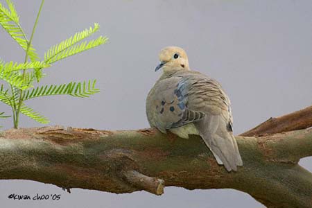 Mourning Dove