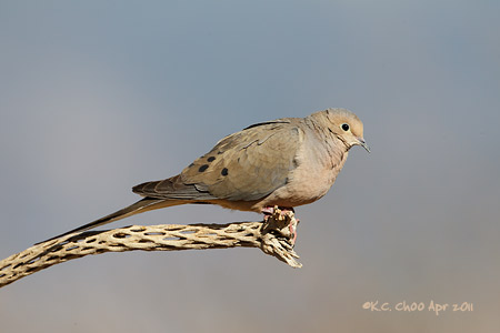 Mourning Dove
