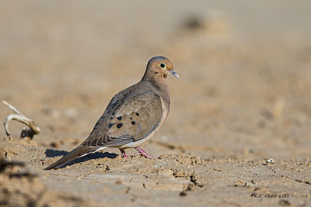Mourning Dove