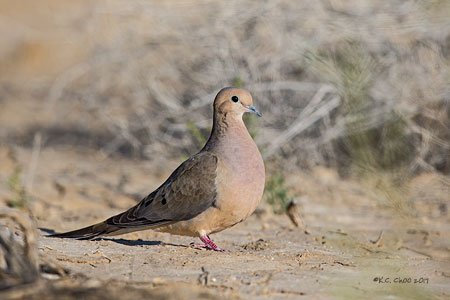 Mourning Dove