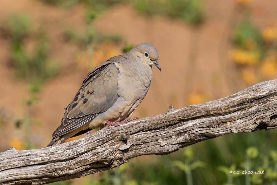 Mourning Dove