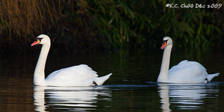 Mute Swan