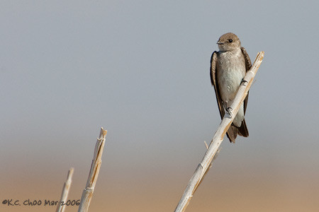 N. Rough-winged Swallow