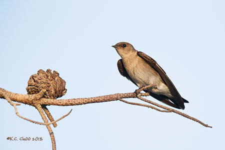 N. Rough-winged Swallow