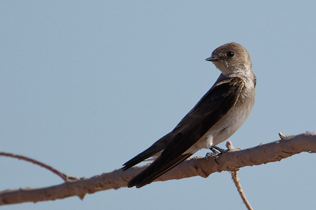 N. Rough-winged Swallow