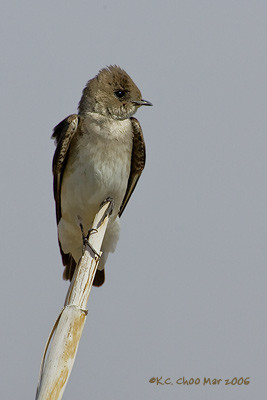 N. Rough-winged Swallow