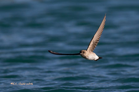 N. Rough-winged Swallow