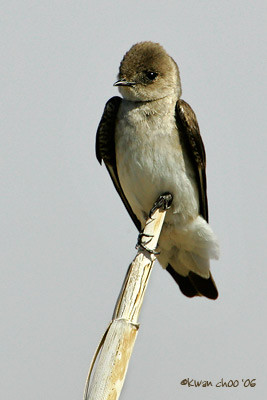N. Rough-winged Swallow