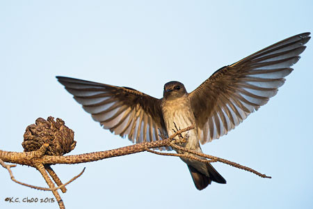 N. Rough-winged Swallow