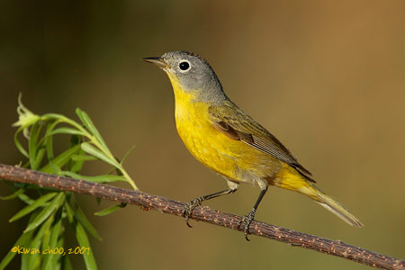 Nashville Warbler
