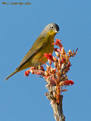 Nashville Warbler