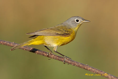 Nashville Warbler