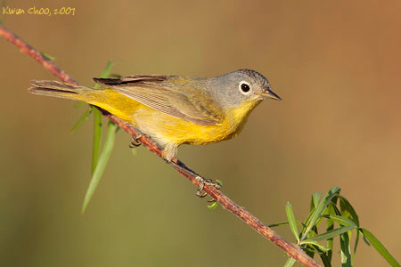 Nashville Warbler