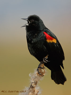 Red-winged Blackbird