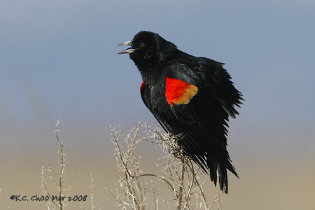 Red-winged Blackbird