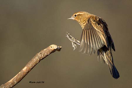Red-winged Blackbird