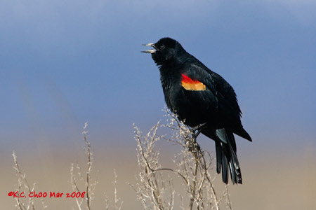 Red-winged Blackbird