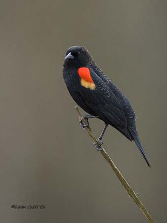Red-winged Blackbird