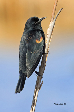 Red-winged Blackbird