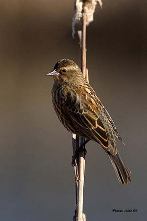 Red-winged Blackbird