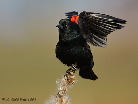 Red-winged Blackbird