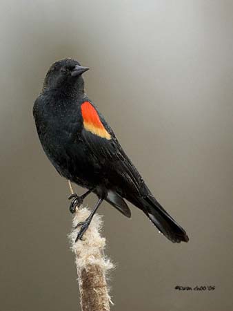 Red-winged Blackbird