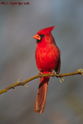 Northern Cardinal