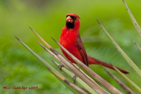 Northern Cardinal