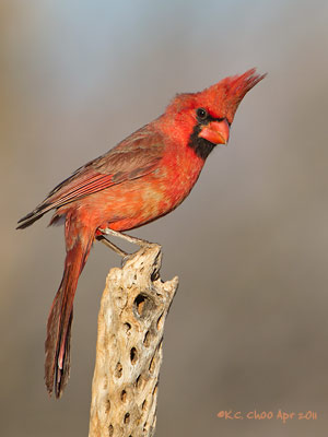 Northern Cardinal