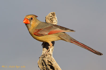 Northern Cardinal