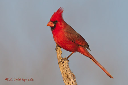 Northern Cardinal