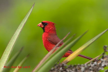 Northern Cardinal