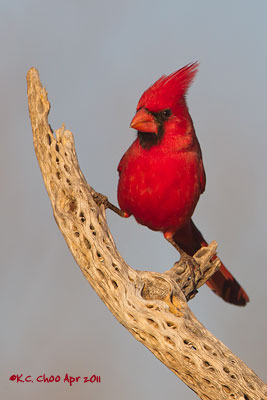 Northern Cardinal