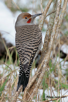 Northern Flicker