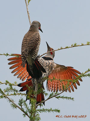 Northern Flicker