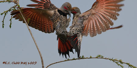 Northern Flicker