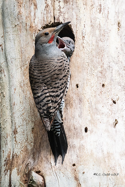 Northern Flicker