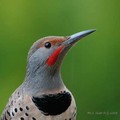Northern Flicker