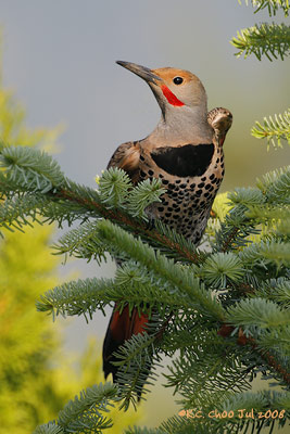 Northern Flicker