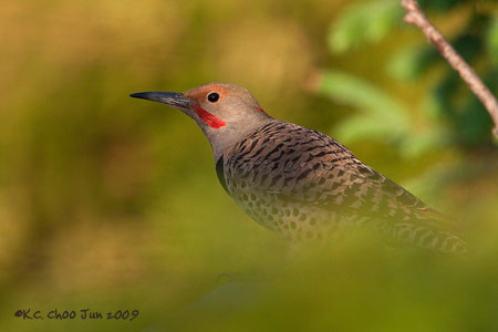 Northern Flicker