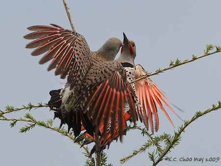 Northern Flicker