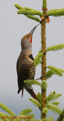 Northern Flicker