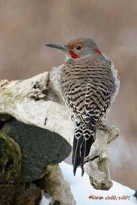 Northern Flicker